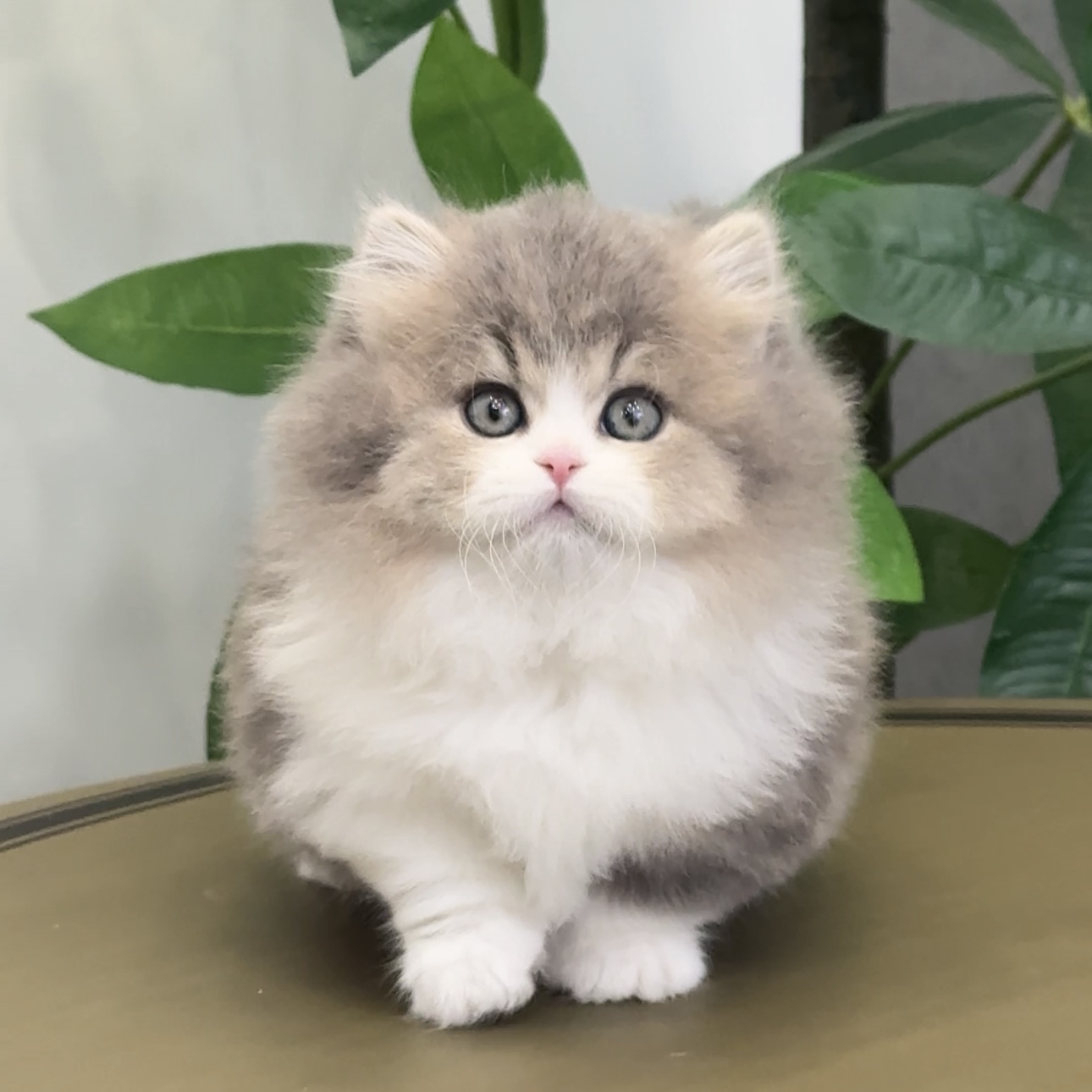 卖萌家2号米努特拿破仑可爱猫猫宠粉福利可直接拍