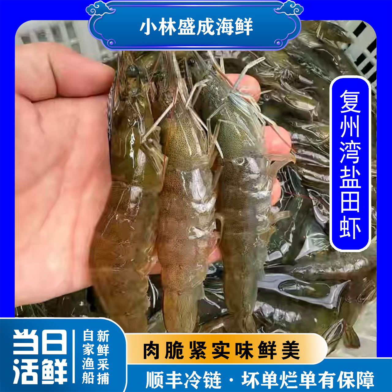【大连本地】复舟湾盐田虾 嘎嘎鲜甜 保肥保鲜不保活 顺丰快递