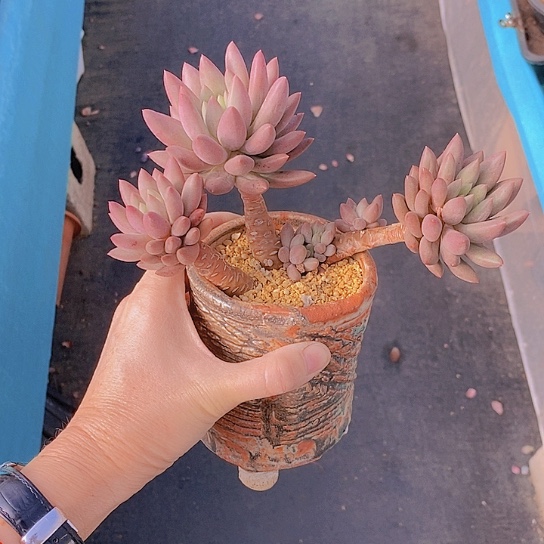 962多肉植物老桩