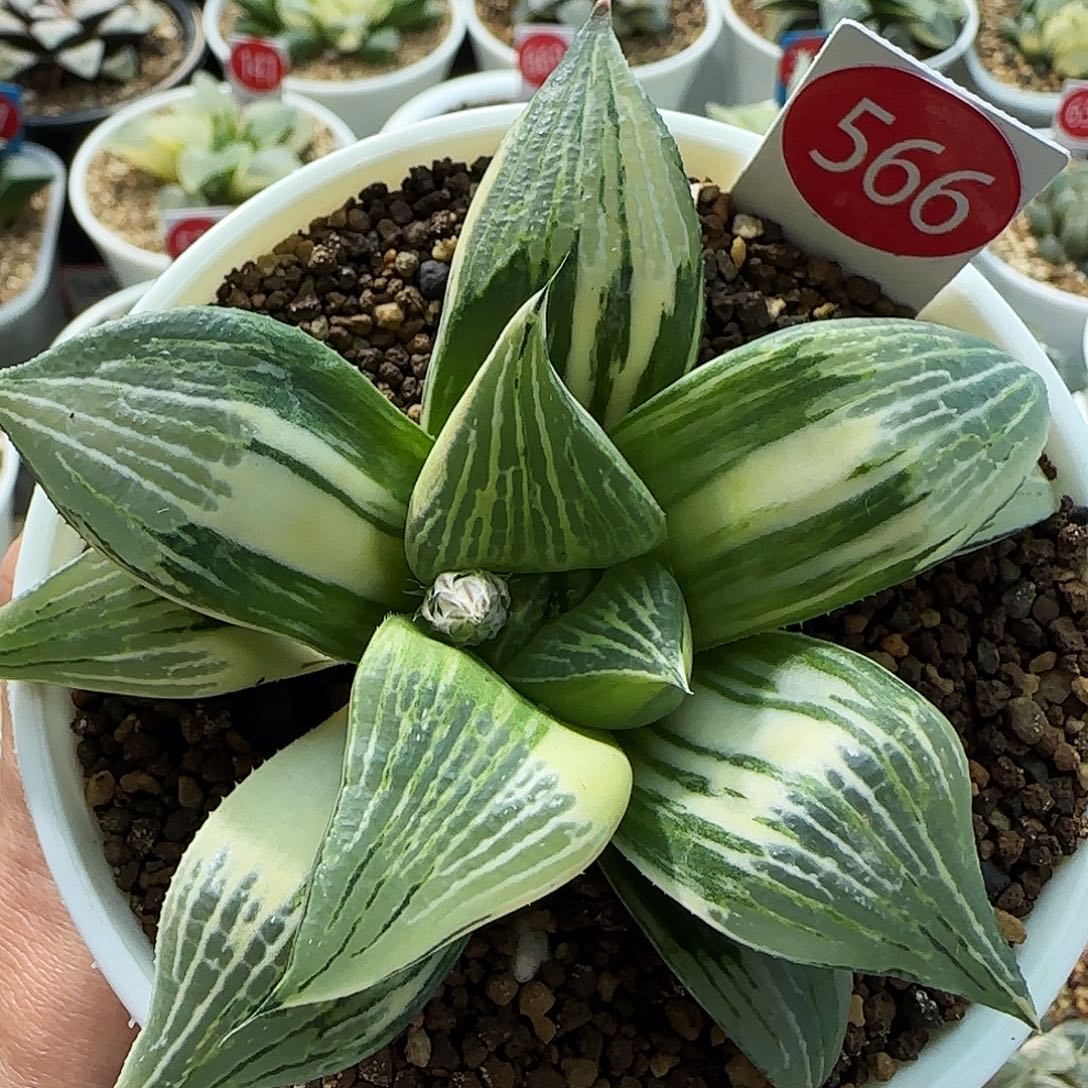 566号实生寿锦9.1左右一物一拍带盆土