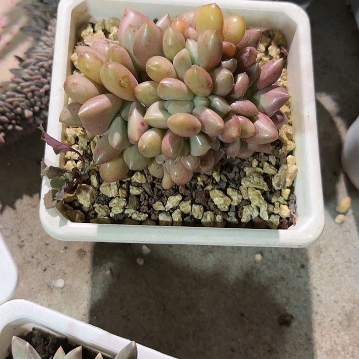 桃奶缀3678997¥8999“