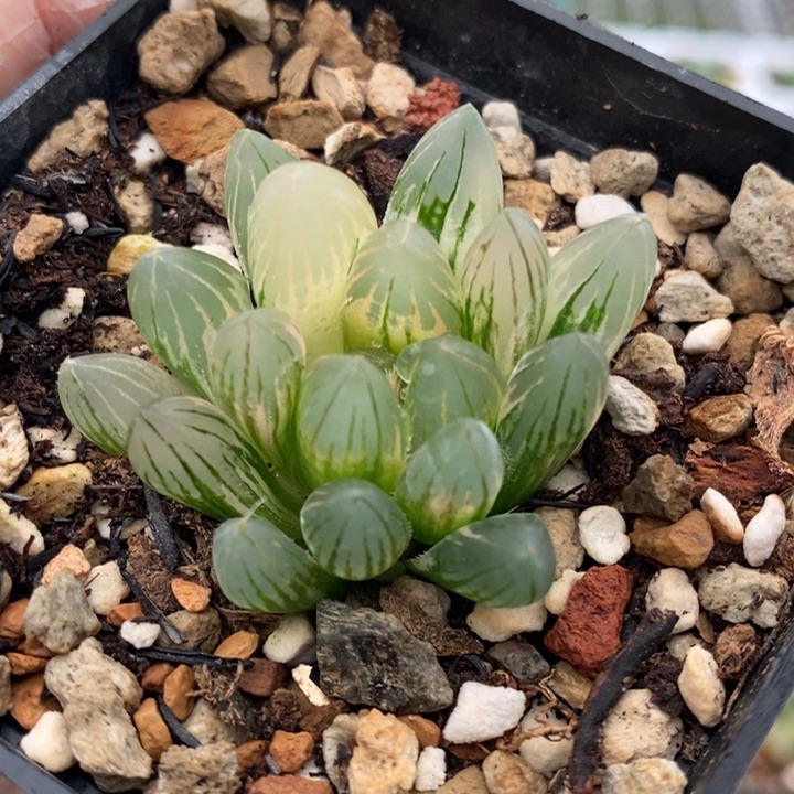 118号霓虹灯玉露锦