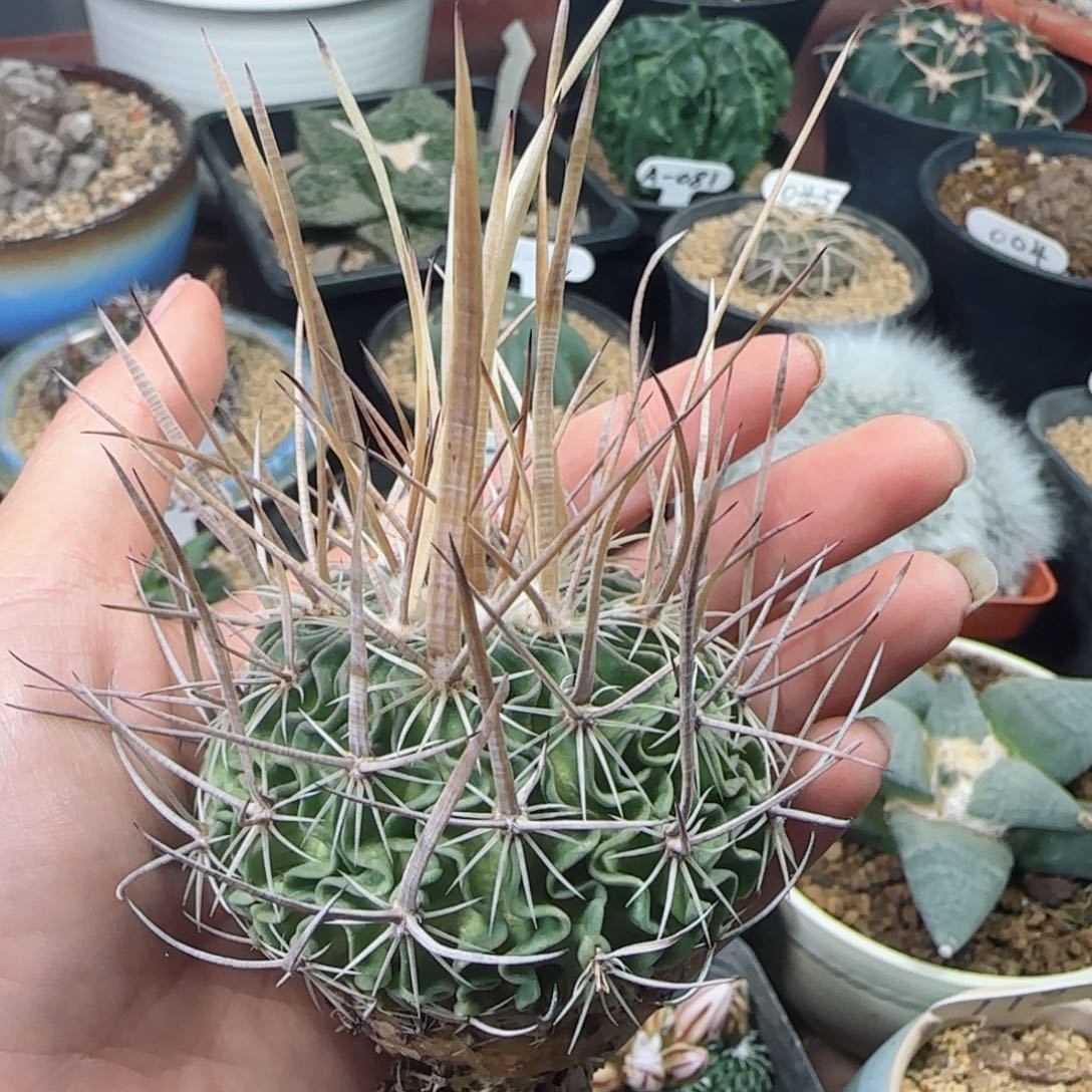 521实生喷泉刺振武玉多肉