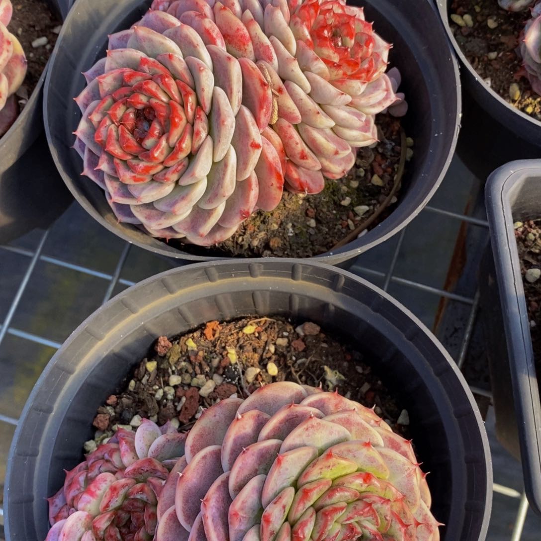 天鹅绒双头两盆120杯