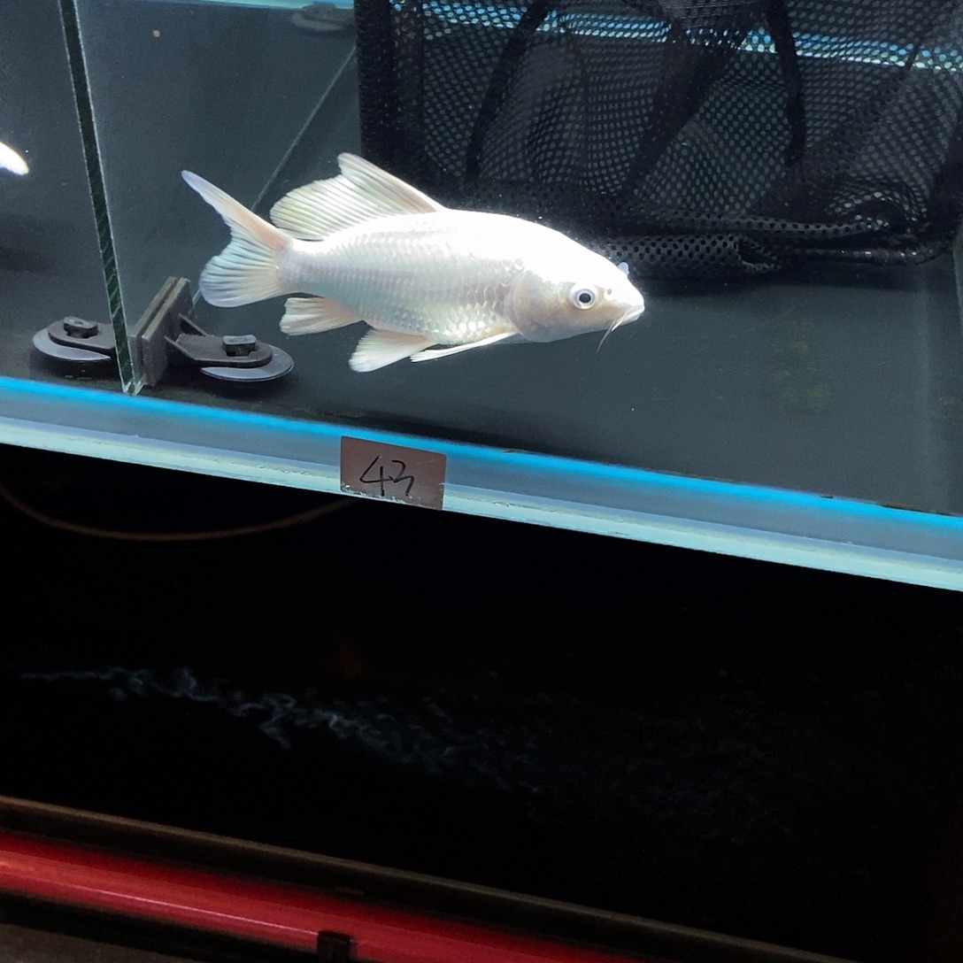 A***字蝴蝶鲤鱼43号白色蝴蝶鲤一条
