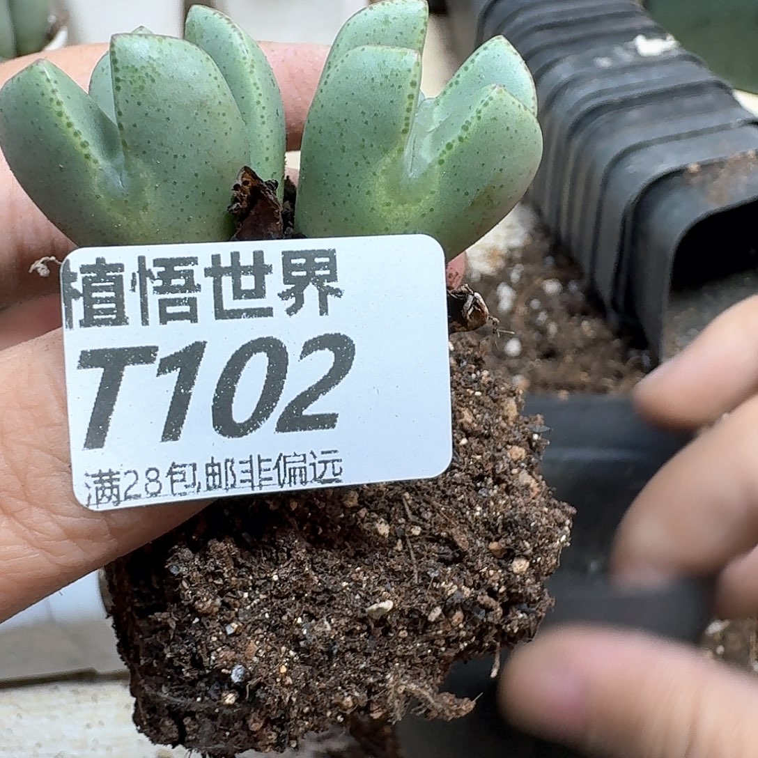 多肉植物的润泽dvb