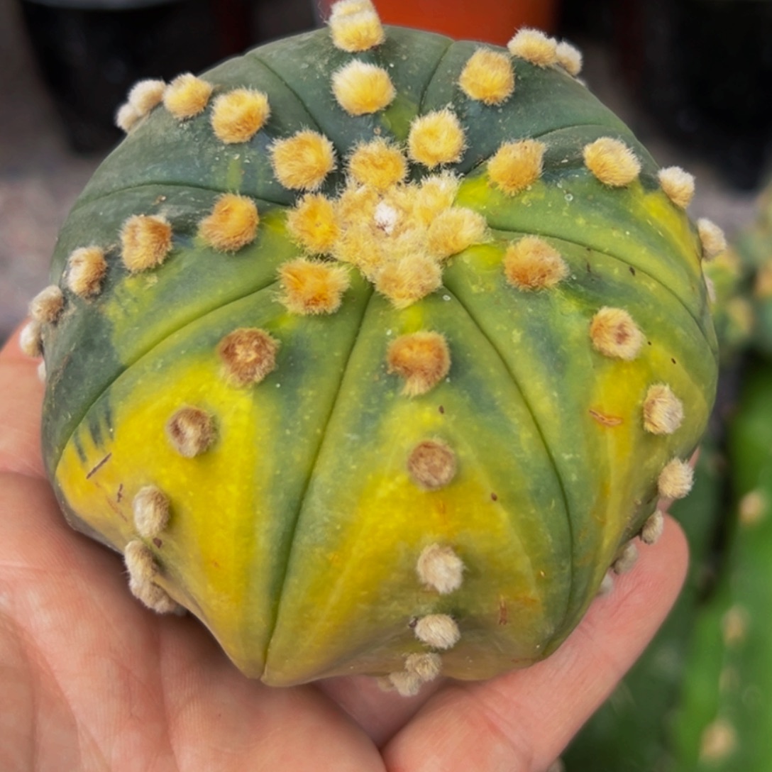 c***6无花朵福利兜锦952