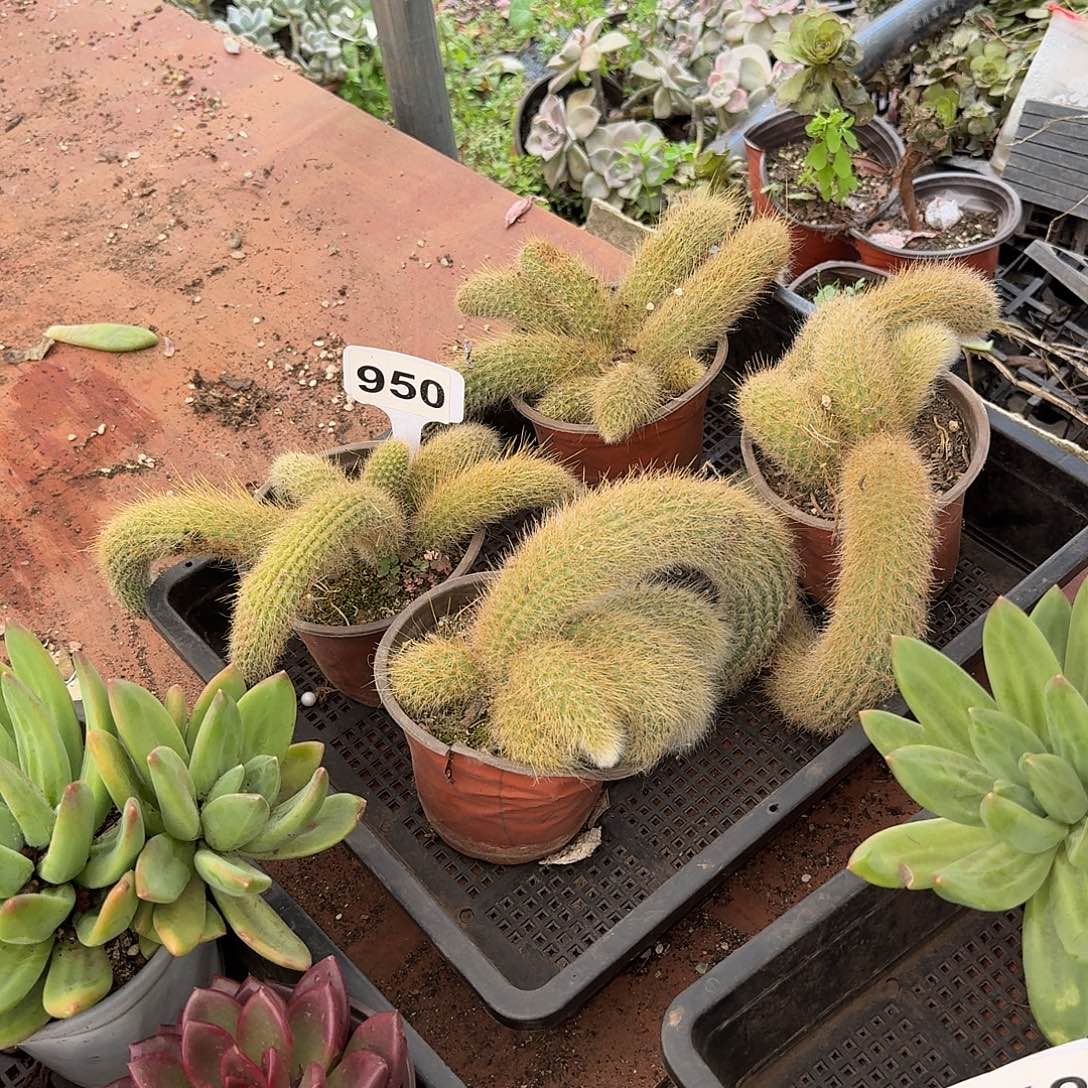 跨***馒1111111111111950