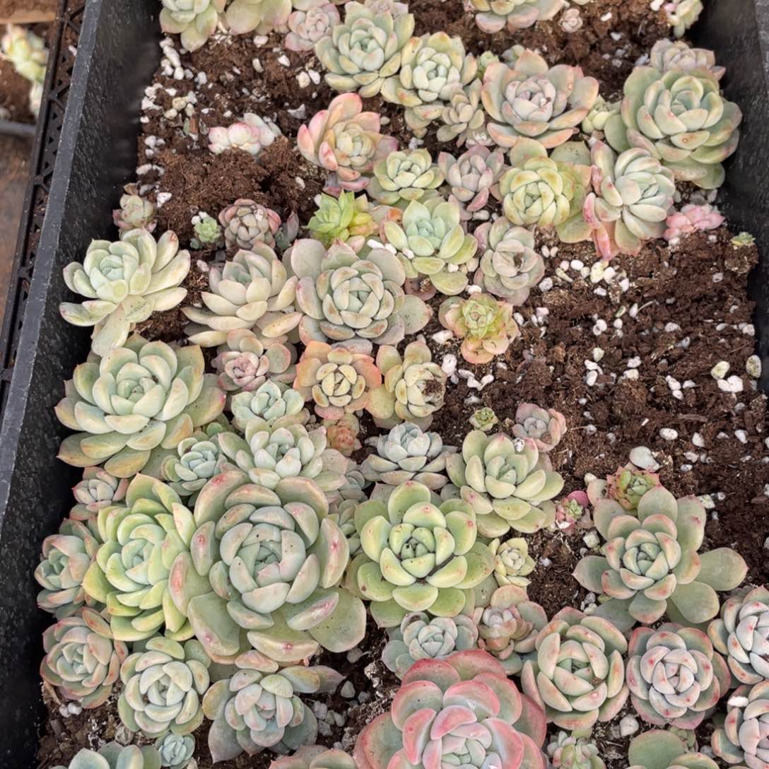 30 欧泊一筐特价，不包保温不包售后