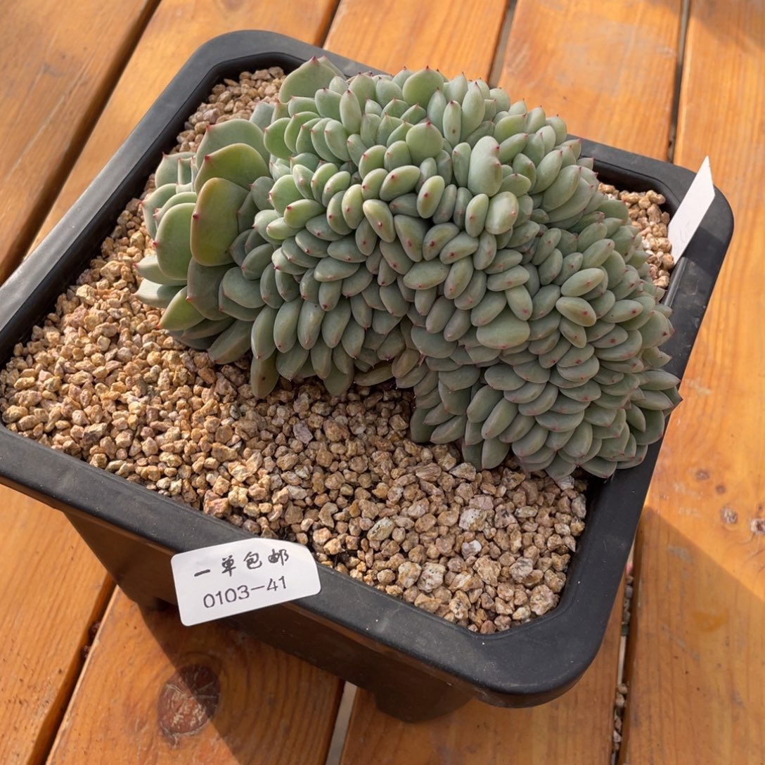 ****钦0103-41-劳林sp。。。。。。