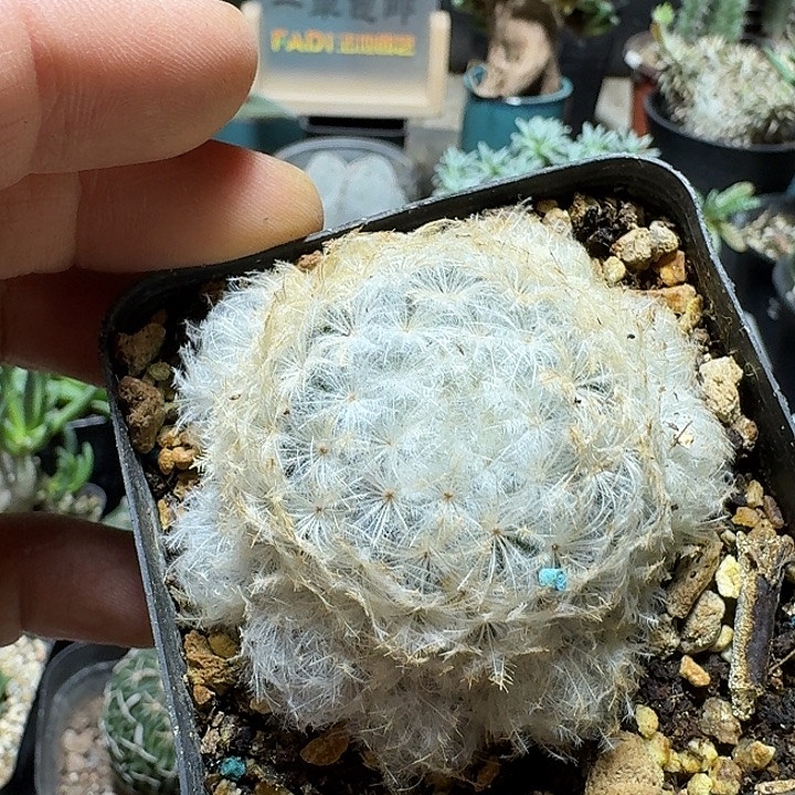 351佛头白星脱土发货