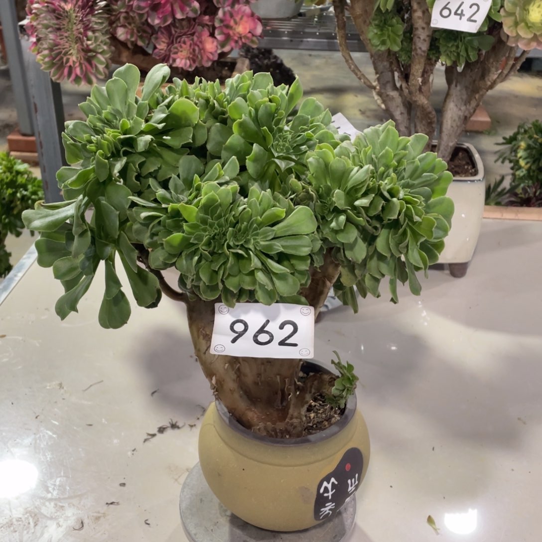 962绿羊绒缀          多肉      