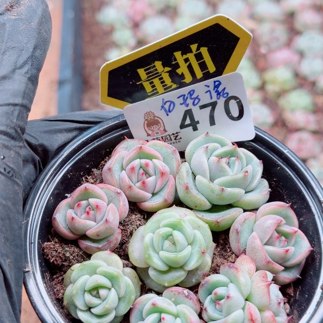 多肉植物多肉植物