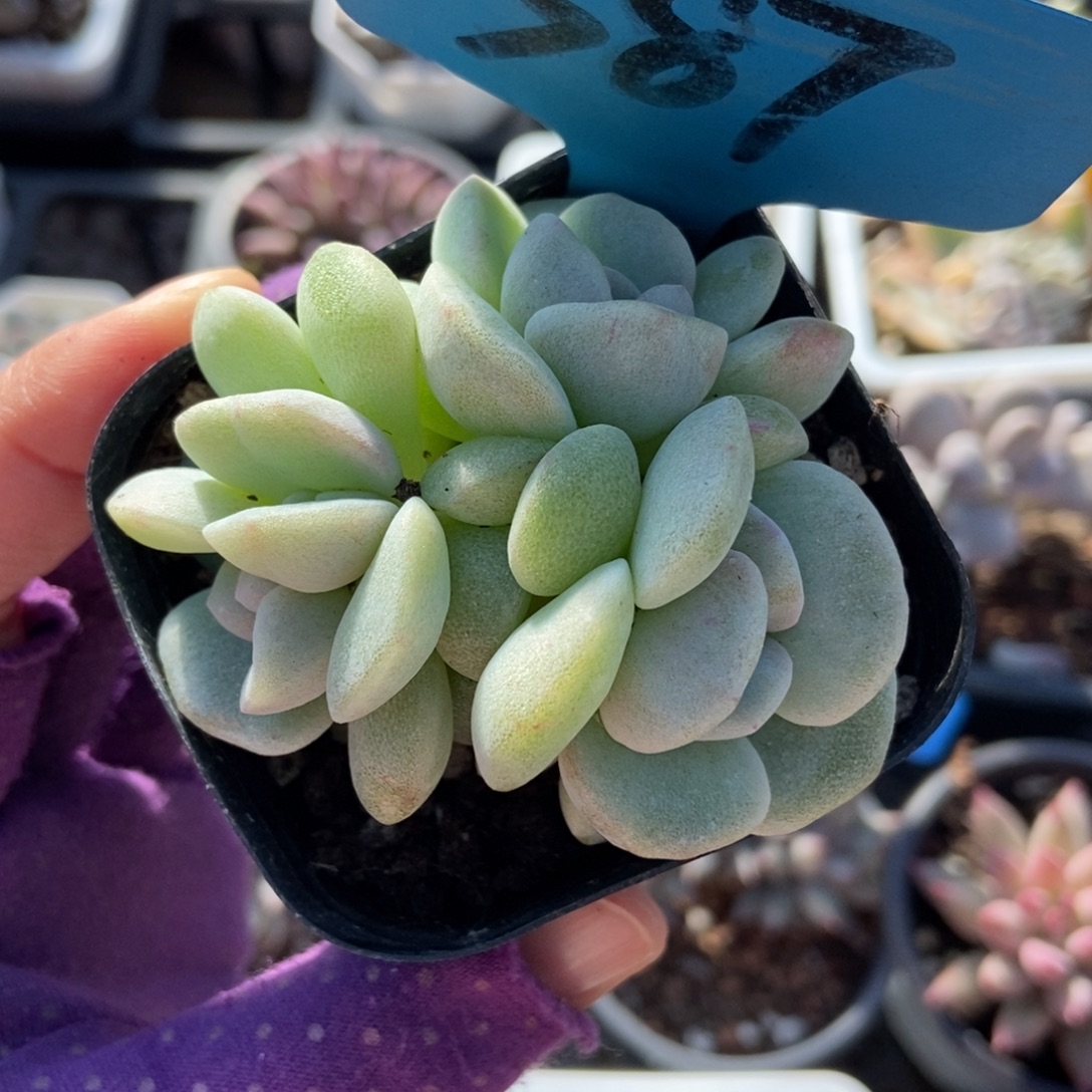 587冰玉石化多肉植物