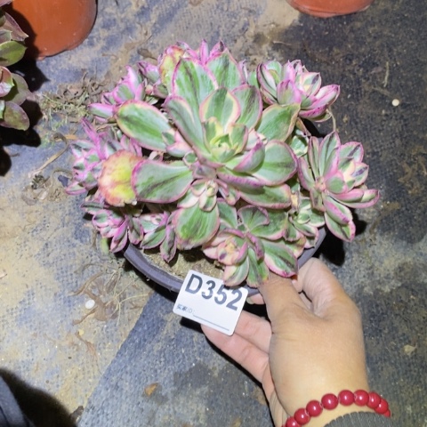 青花瓷多肉植物法师不包损小小棵