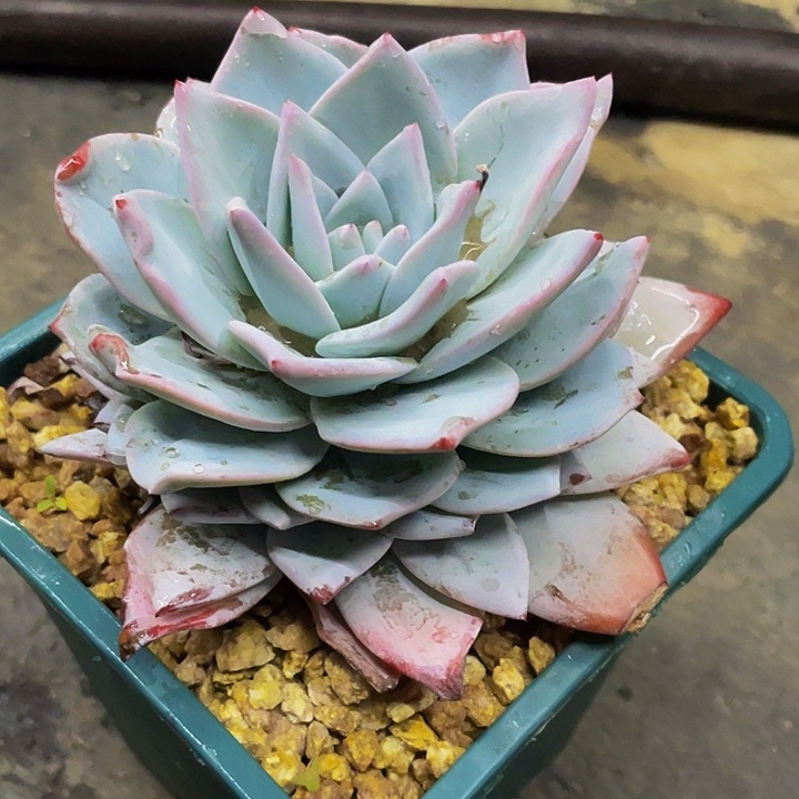 一物一拍一物一拍