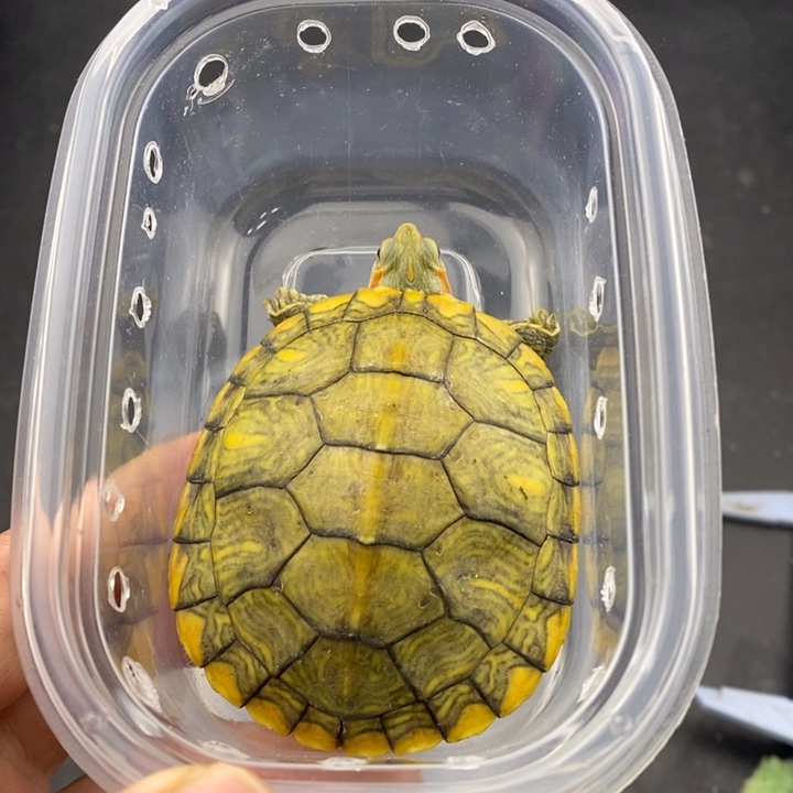 巴西彩龟母666666666