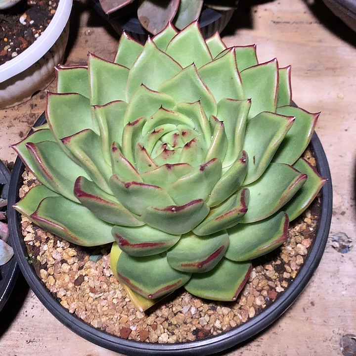 美肉特价活动开始了