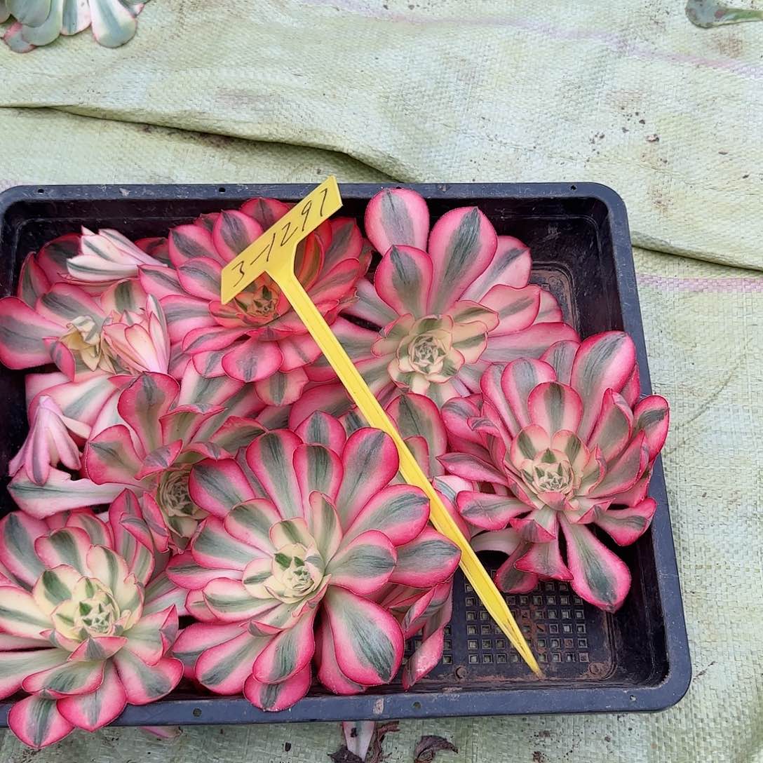 ?****?3-1297---多头多肉植物