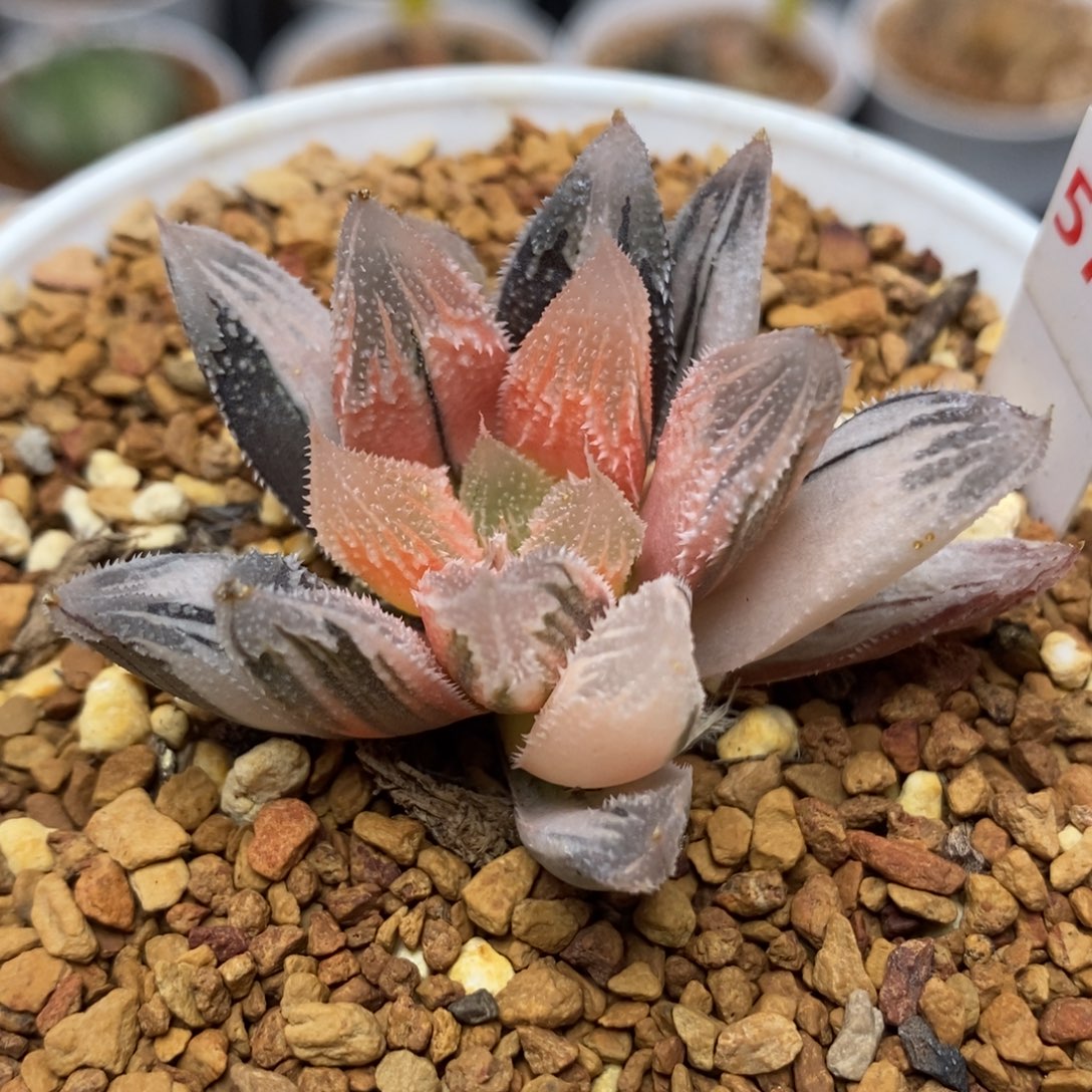 572糊斑白帝城锦一物一拍