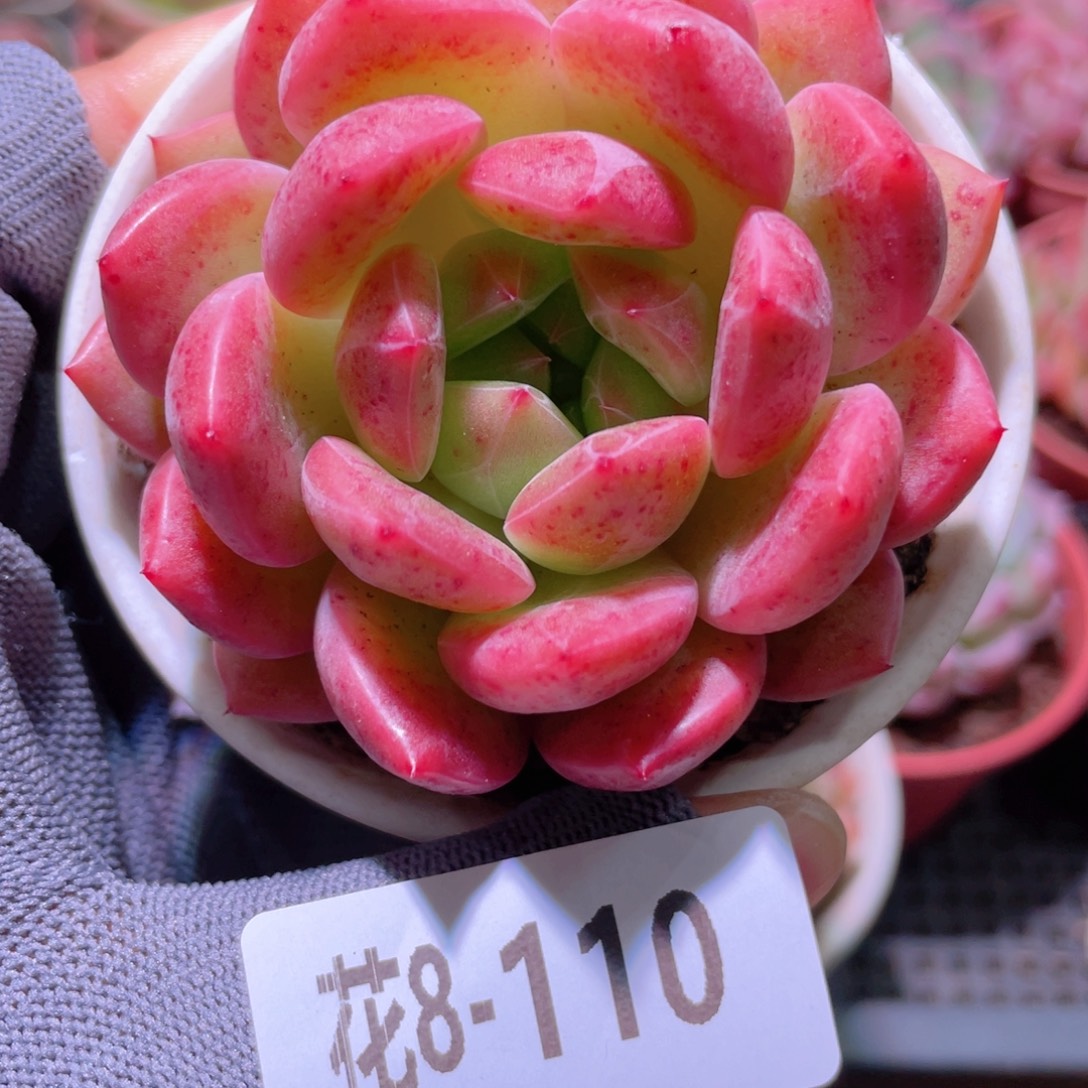花利美 8-110新品