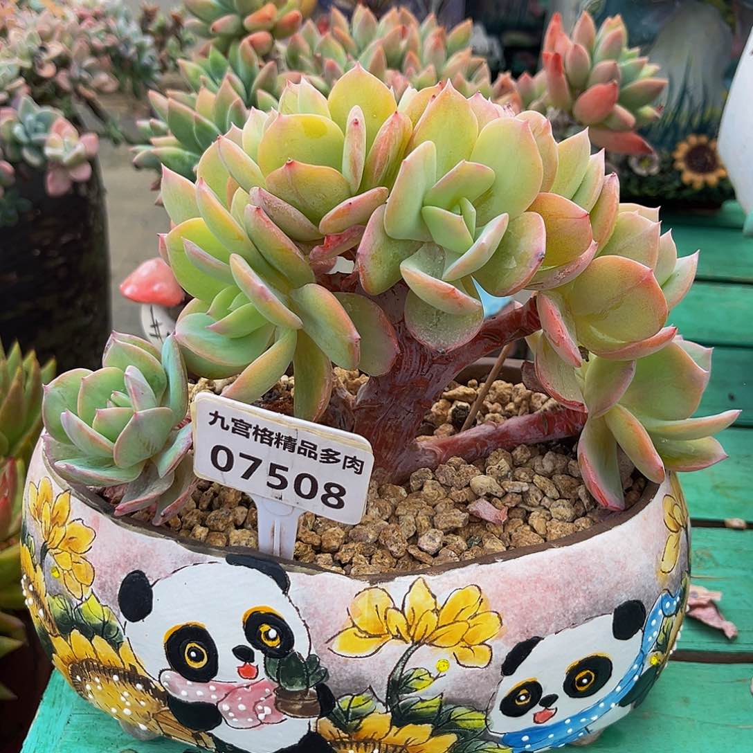 一物一拍白凤缀07508，慕慕