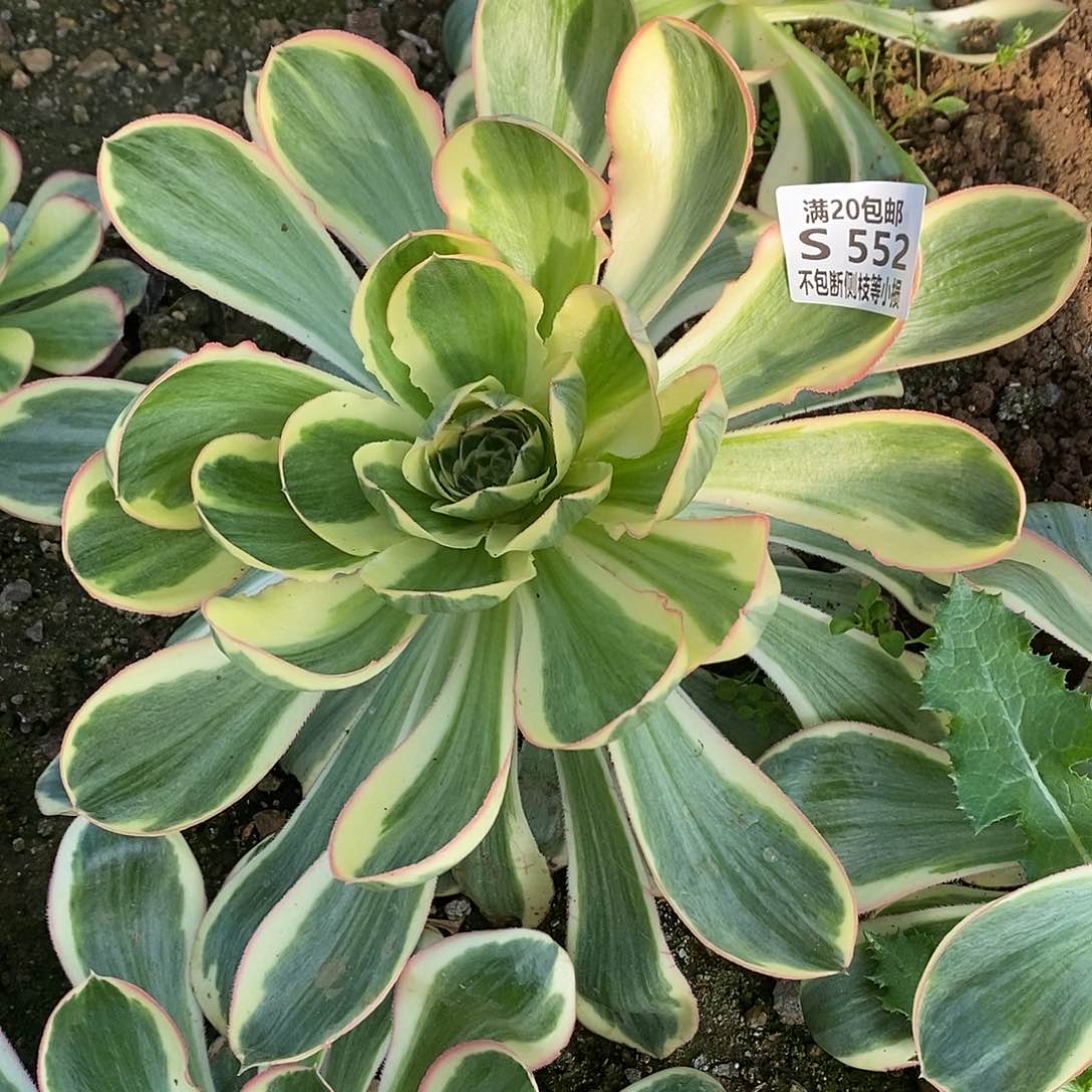 陈*秋552燕姿锦多肉法师锦多肉