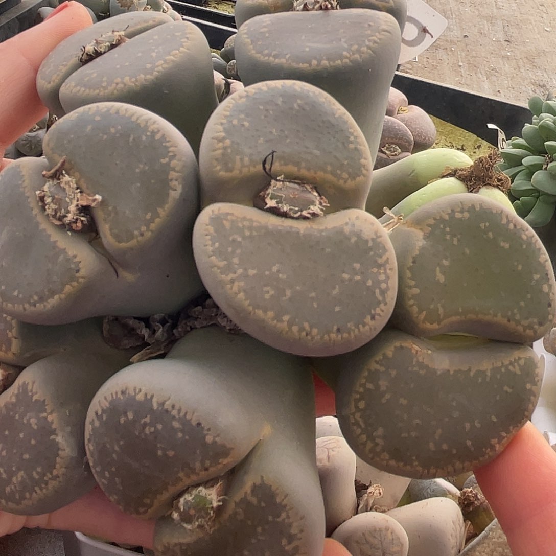 生石花一颗476000