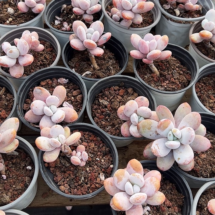 雪美人        福利多多