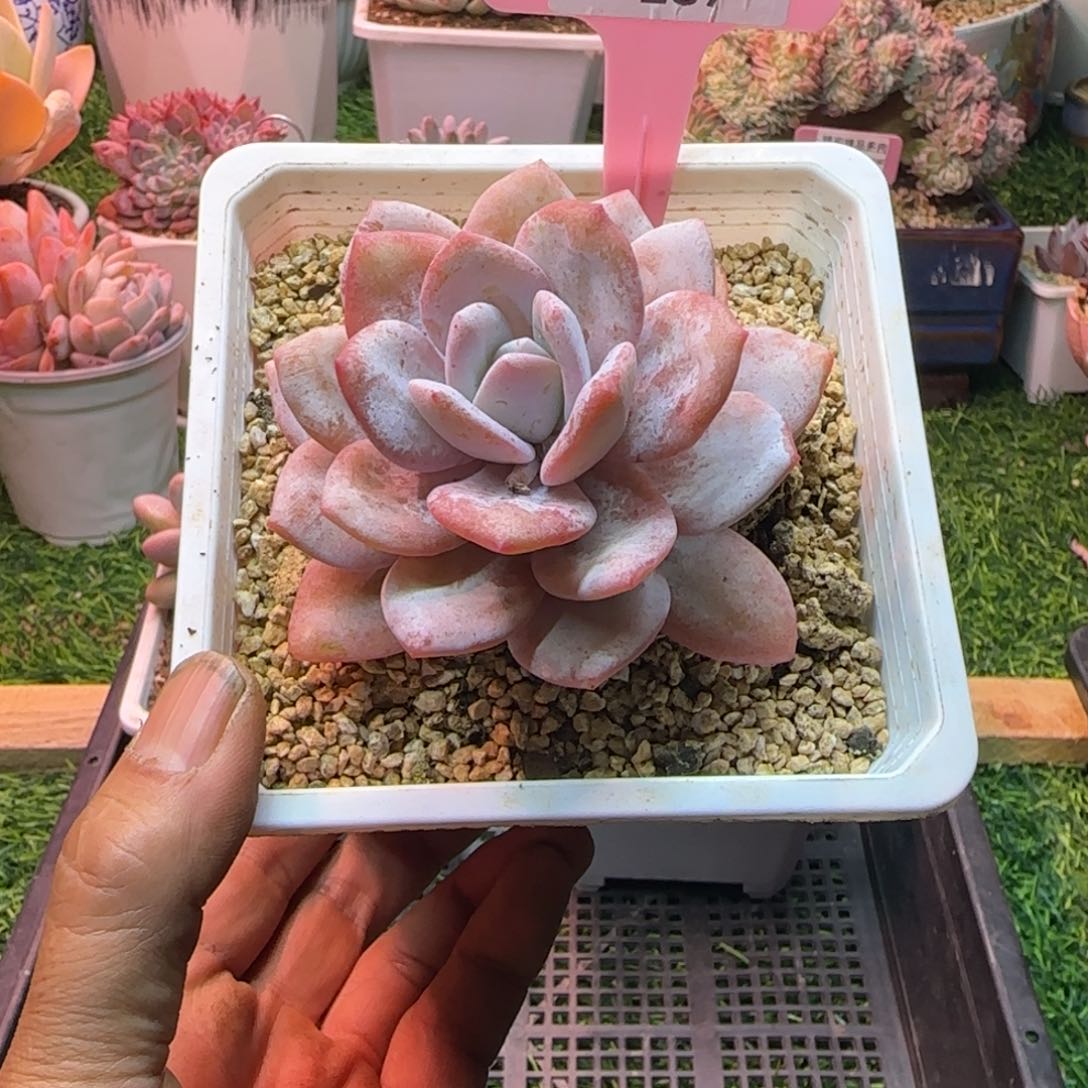 锦安精品多肉植物287