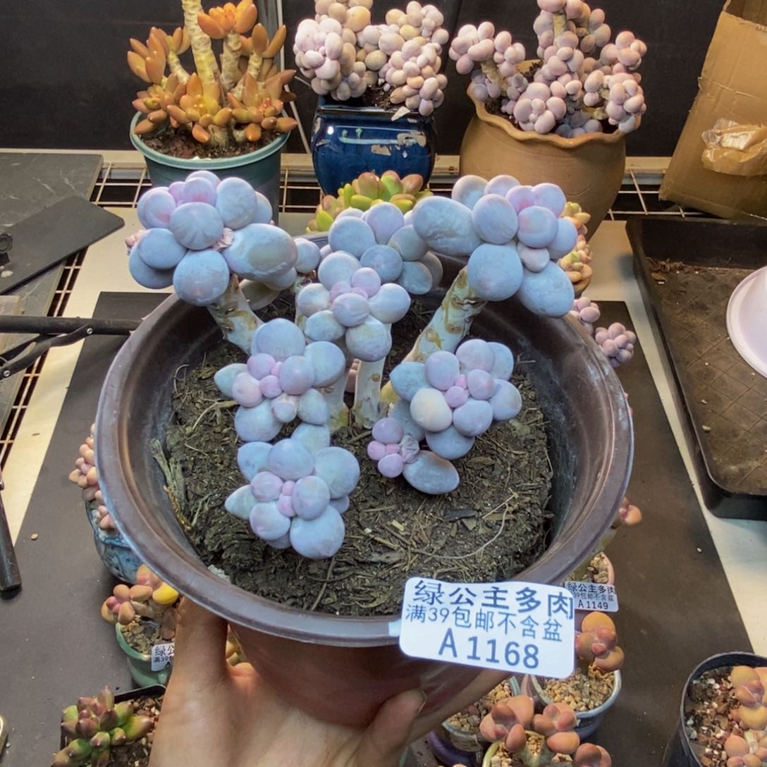 168香水手指奶多肉10cm