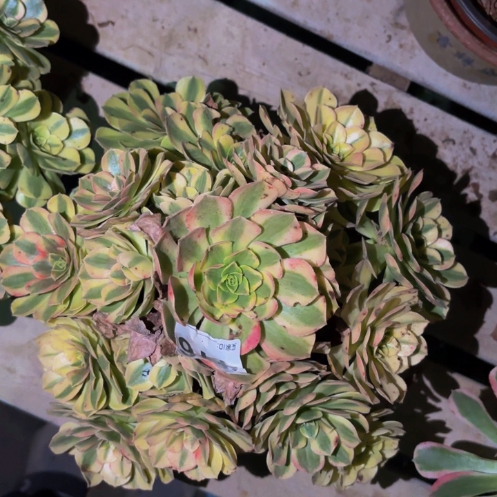 416雨荷多肉植物不售后