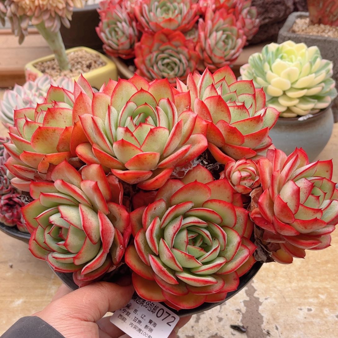 072牡丹亭德华多肉