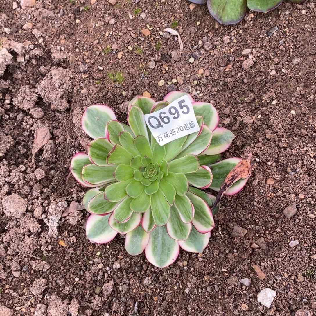 695荔枝多肉植物