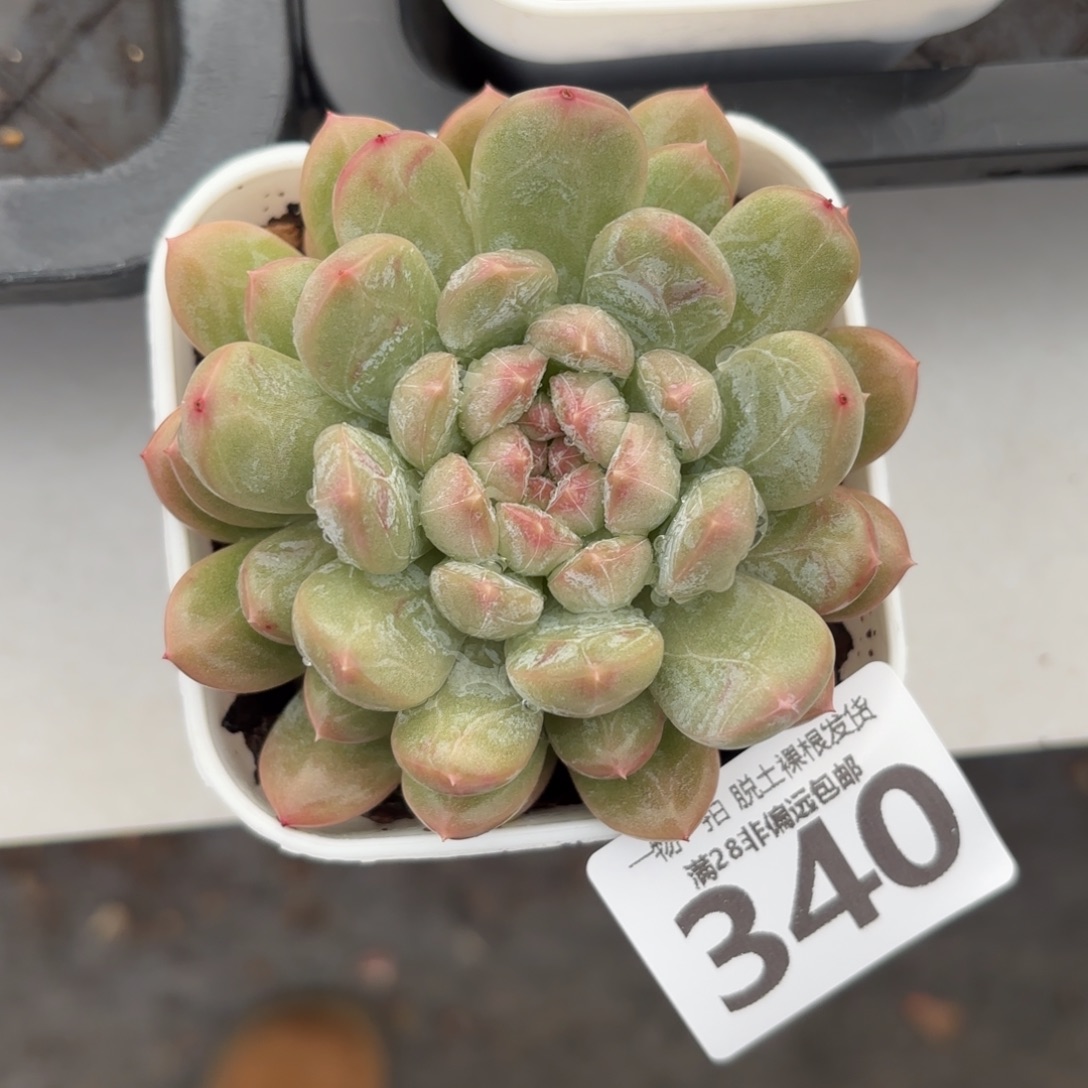 百达翡翠无盆土发货