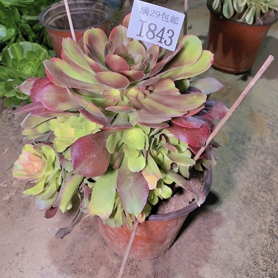 843香妃多肉植物