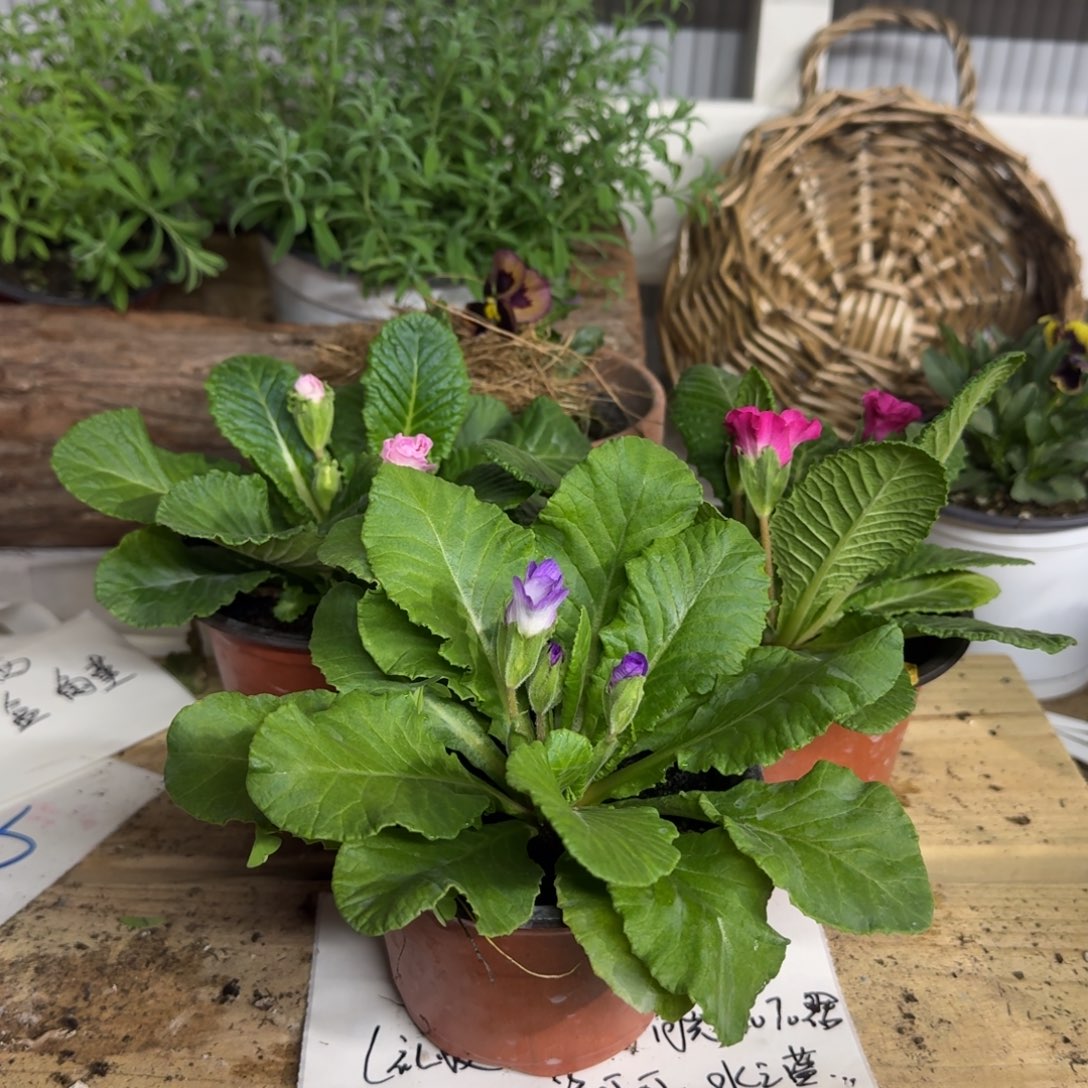 全部花朵玫瑰报春随机5棵带花苞颜色随机