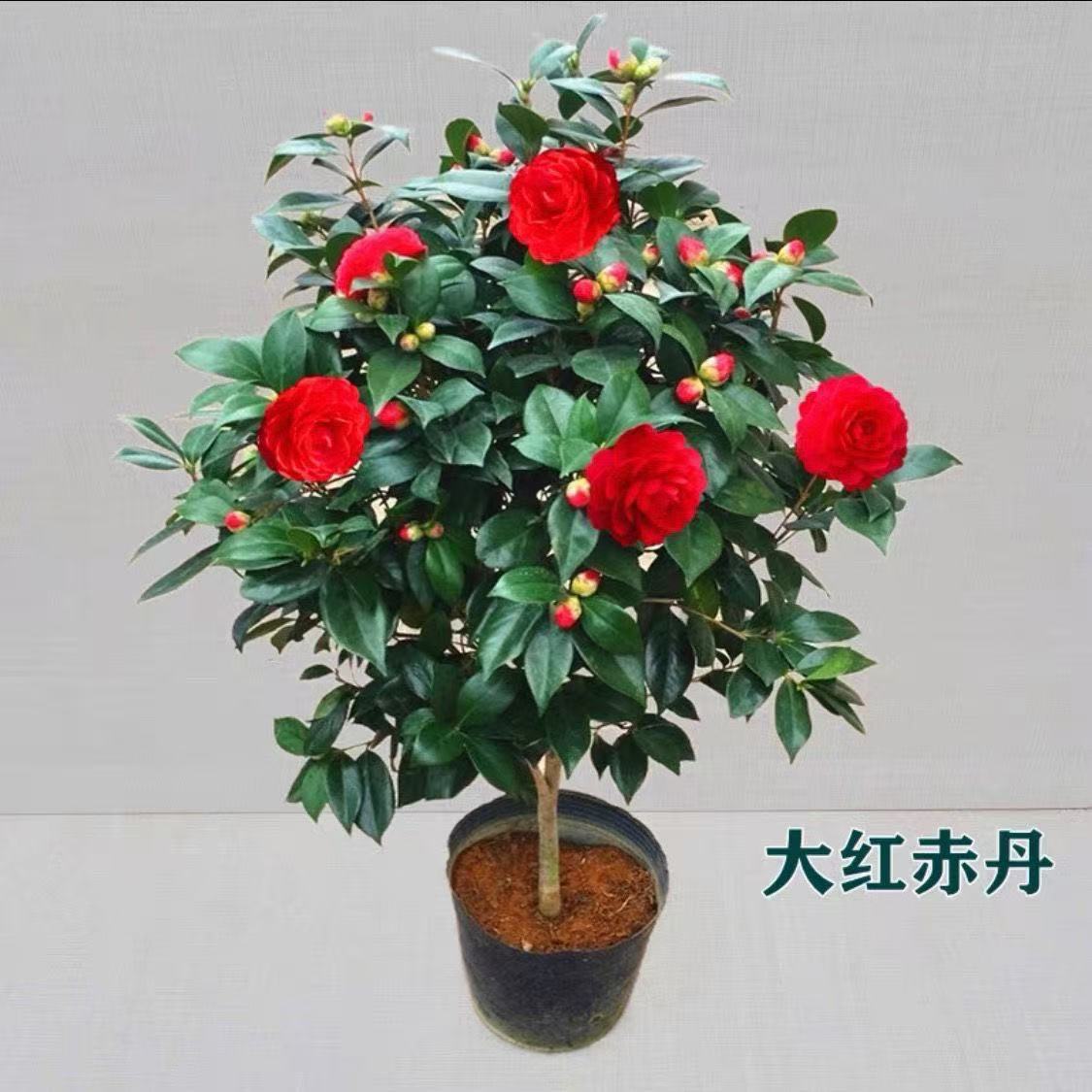 带花苞五色赤丹山茶花树苗盆栽室外庭院内耐寒好养四季常青