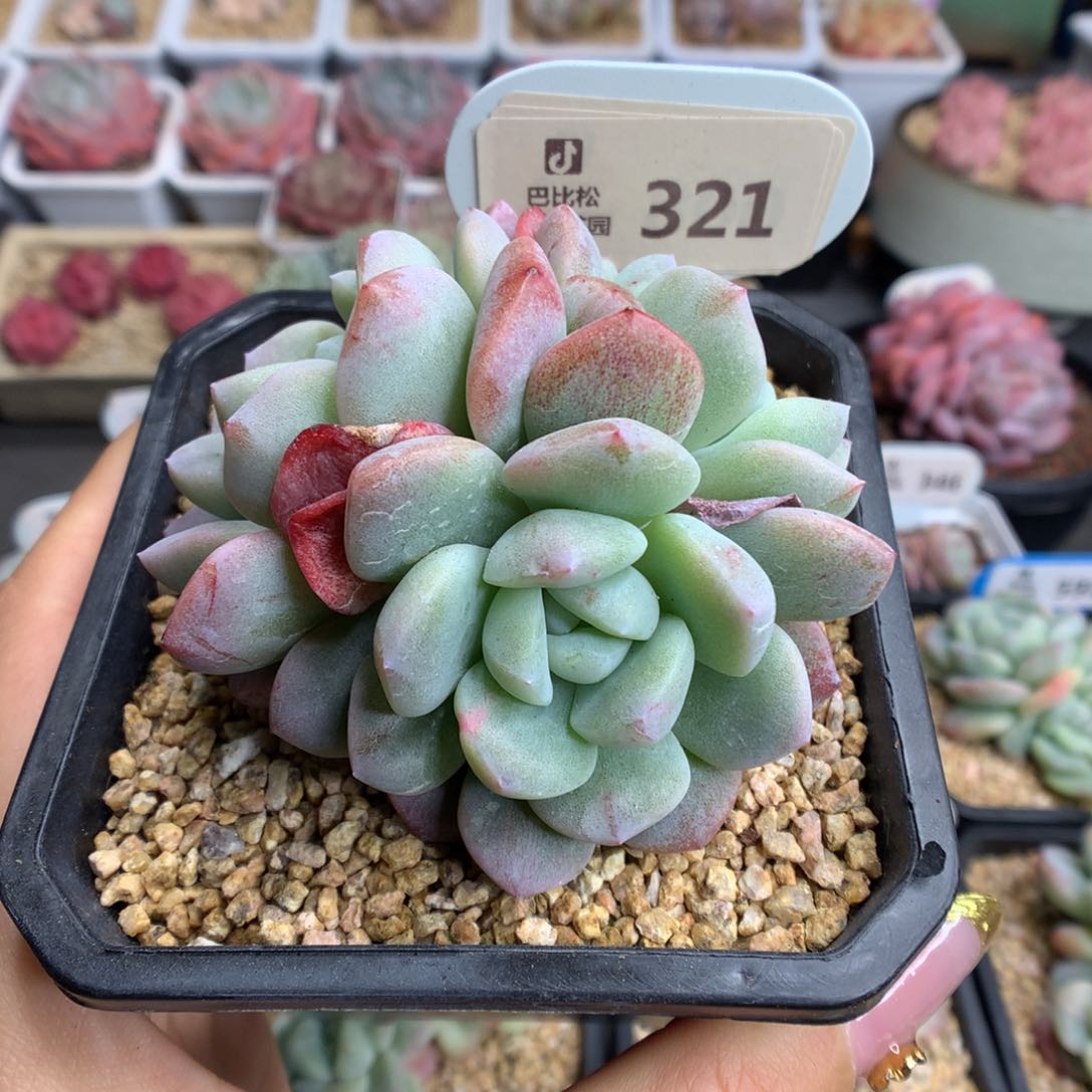 321三头冰玉石化多肉植物