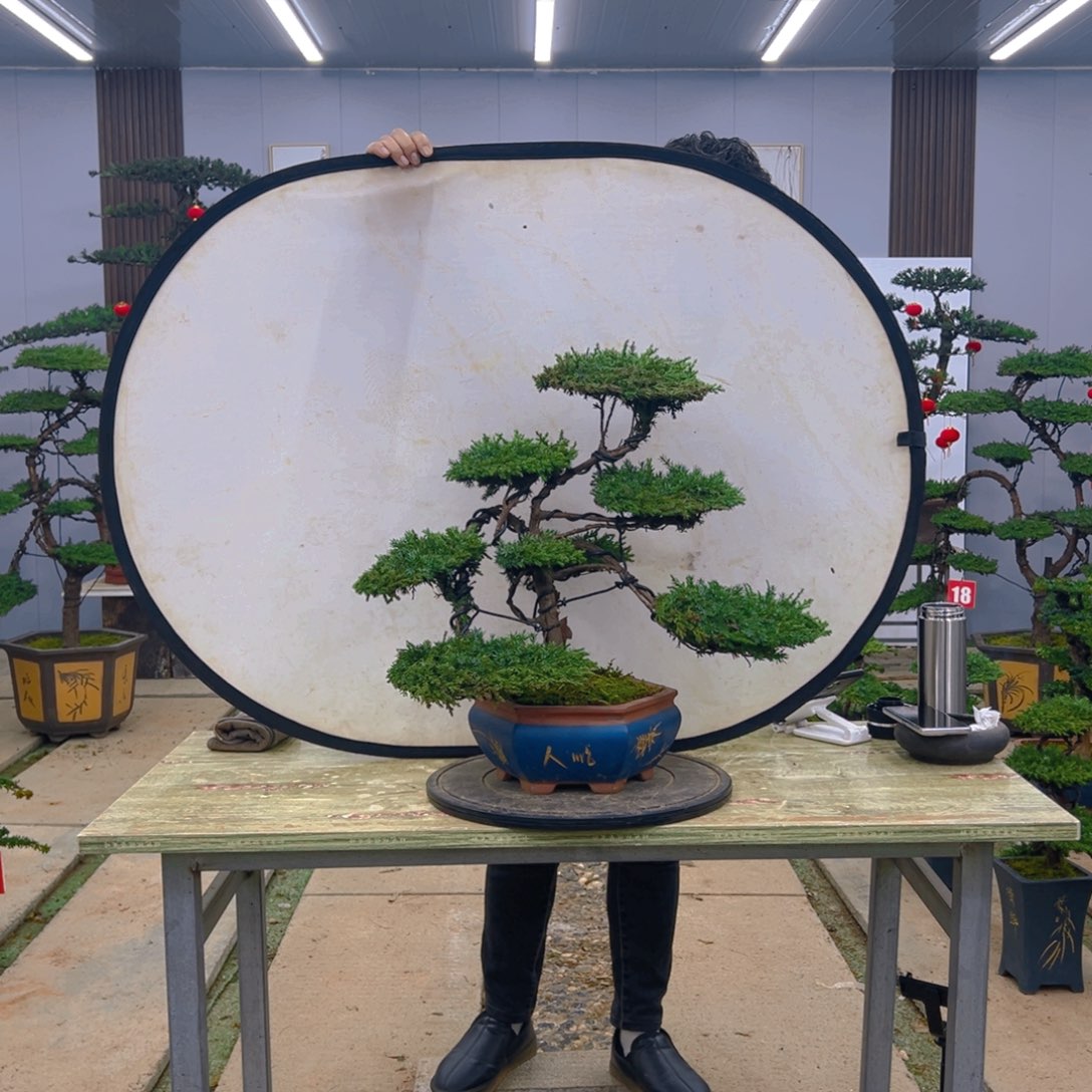 盆景龙爪松造型盆景