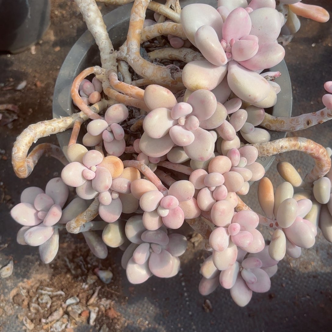 小****线桃蛋30-43。     