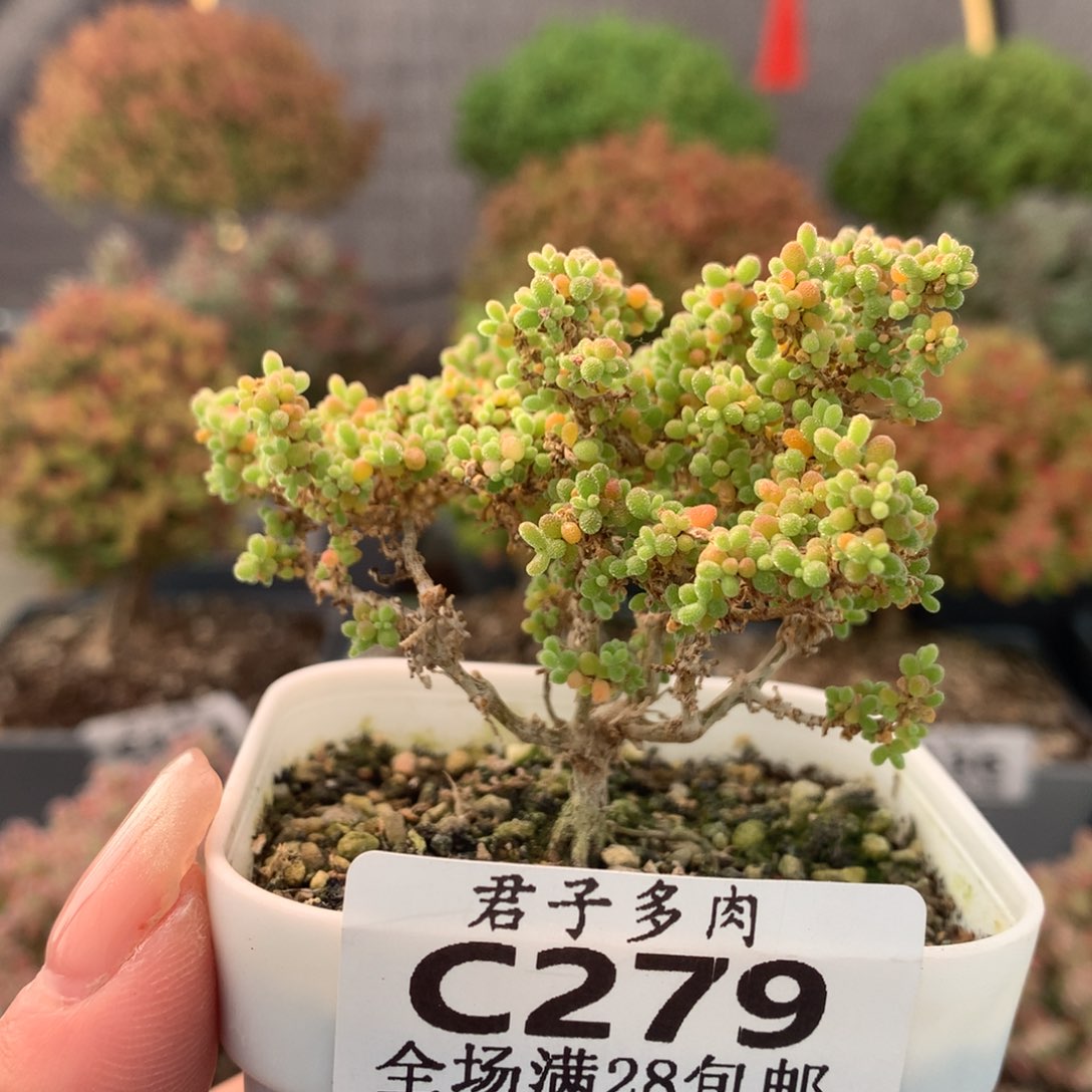 c279小小米枝干番杏