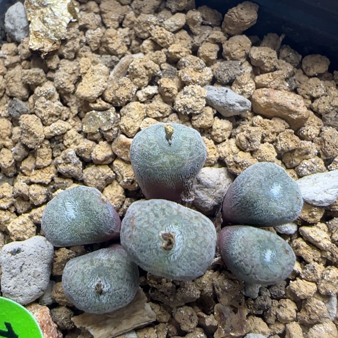 猕猴桃群多肉植物142