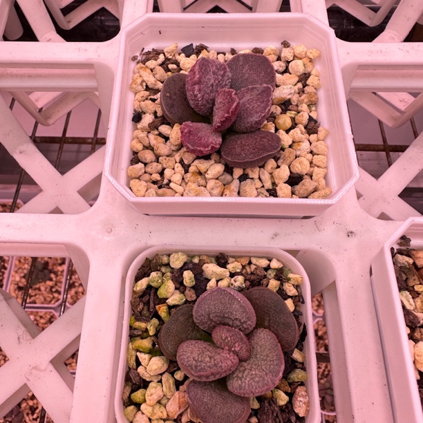 小辣条专拍多肉水泡 一物一拍