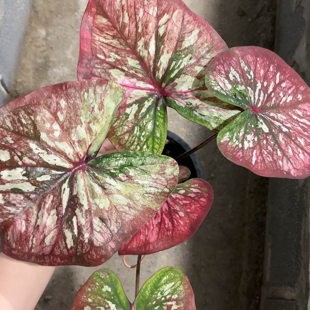 401-0121彩叶芋泰国发货