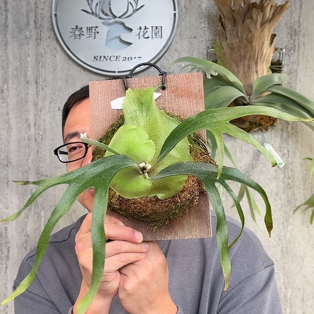 完全开放小猫咪鹿角蕨春野花园