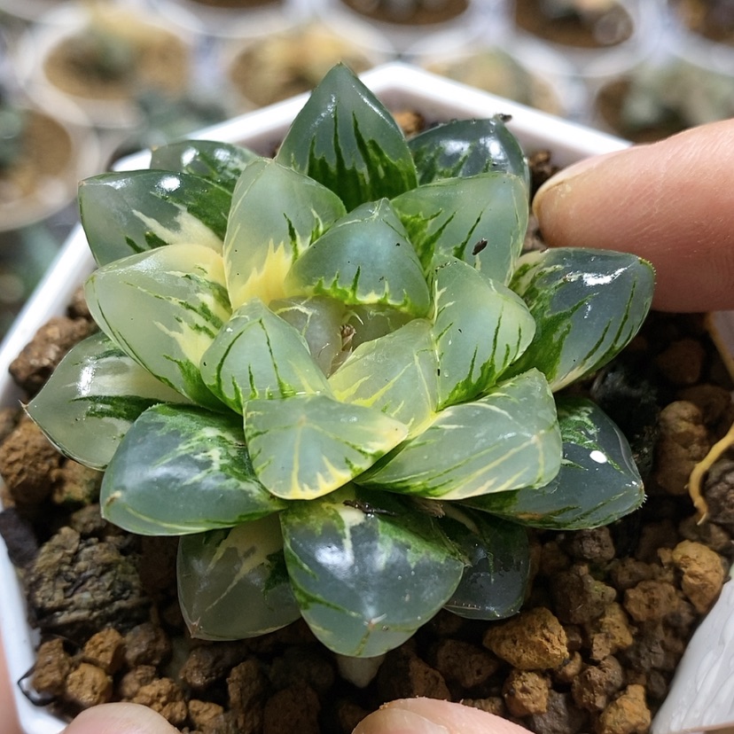 【闪购商品】347北极