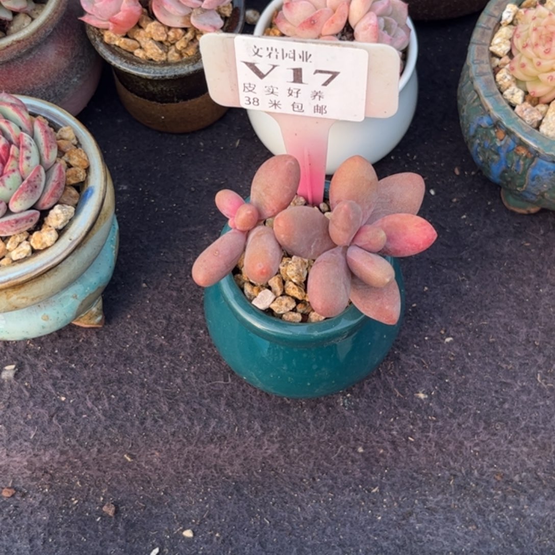 小*鼠多肉植物11111