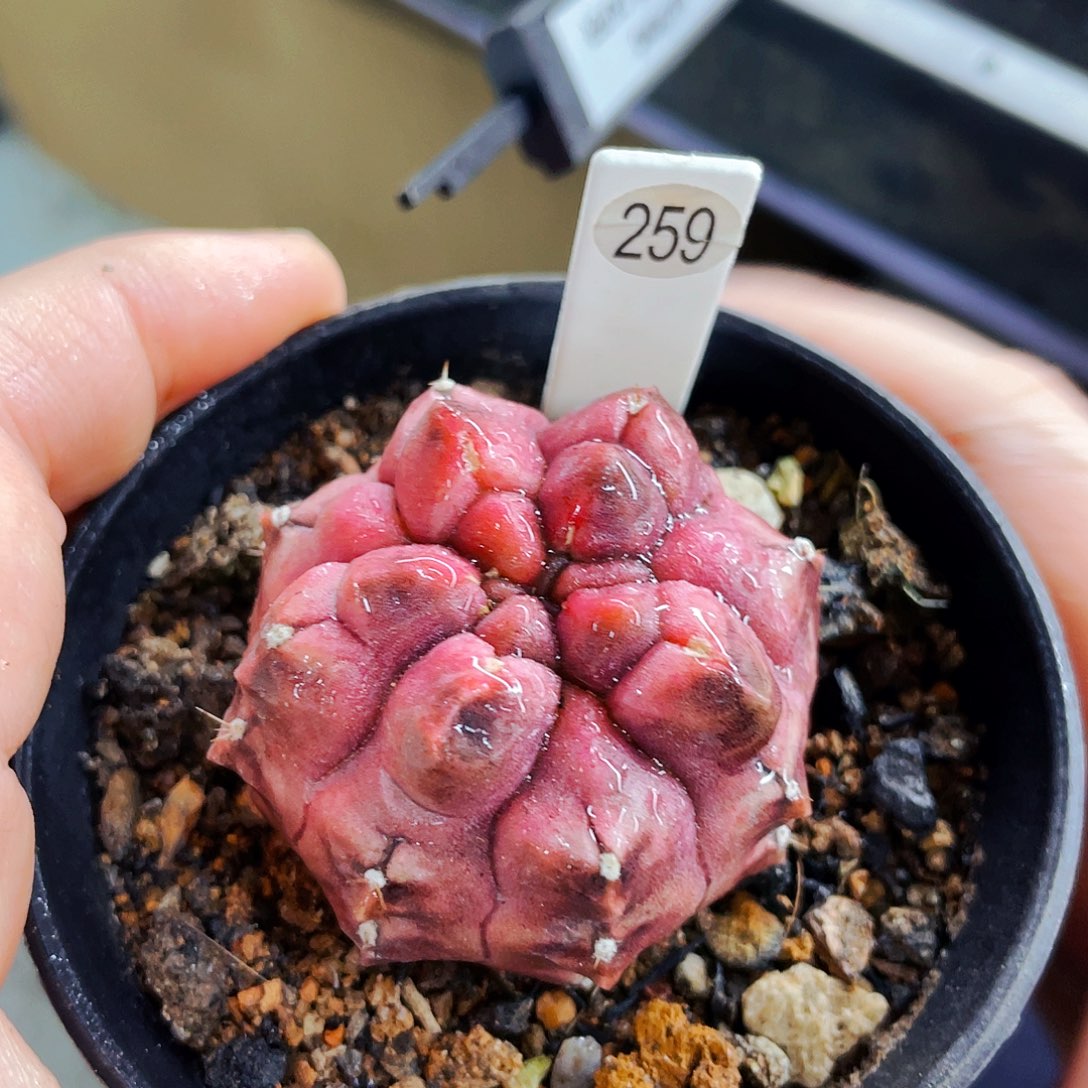 非偏远地区满25包邮仙人球