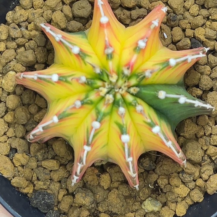 金黄锁链 箭头纹 一物一拍 